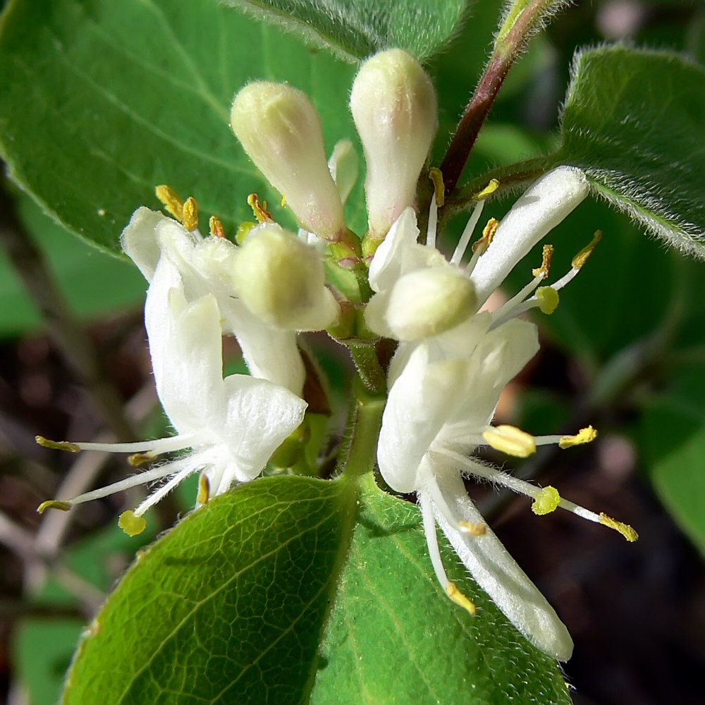 Изображение особи Lonicera xylosteum.