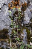 Potentilla argentea. Верхушка растения с цветками и бутонами. Свердловская обл., окр. г. Североуральск, основание скал Грюнвальда. 11.07.2014.