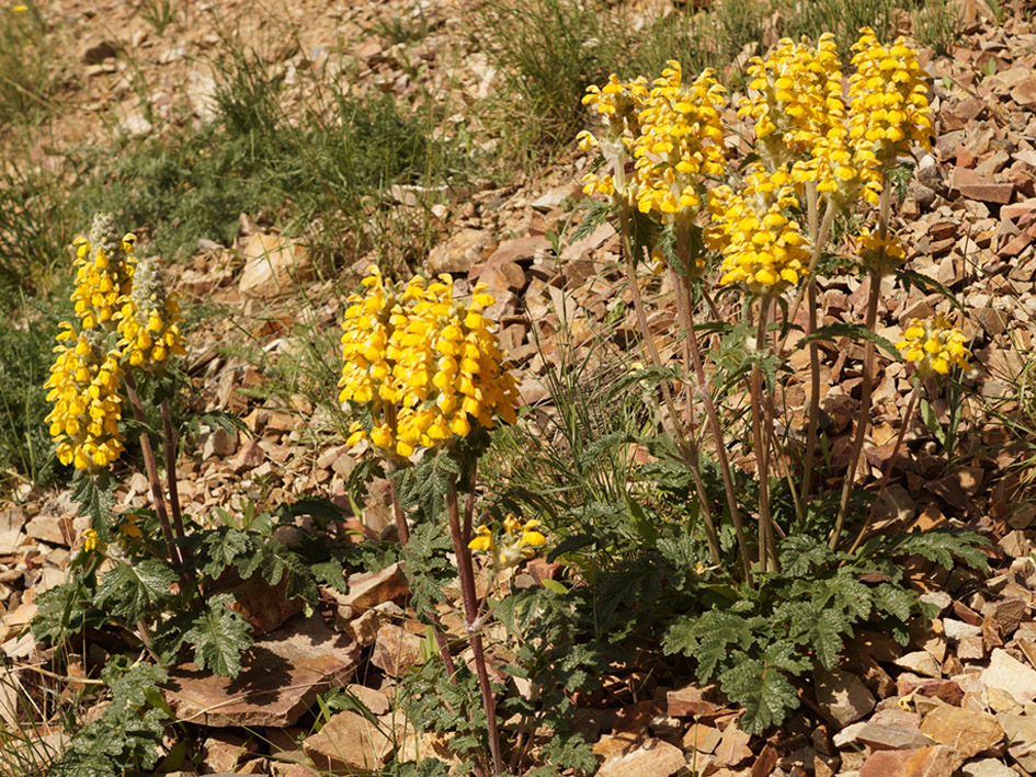 Image of Phlomoides speciosa specimen.