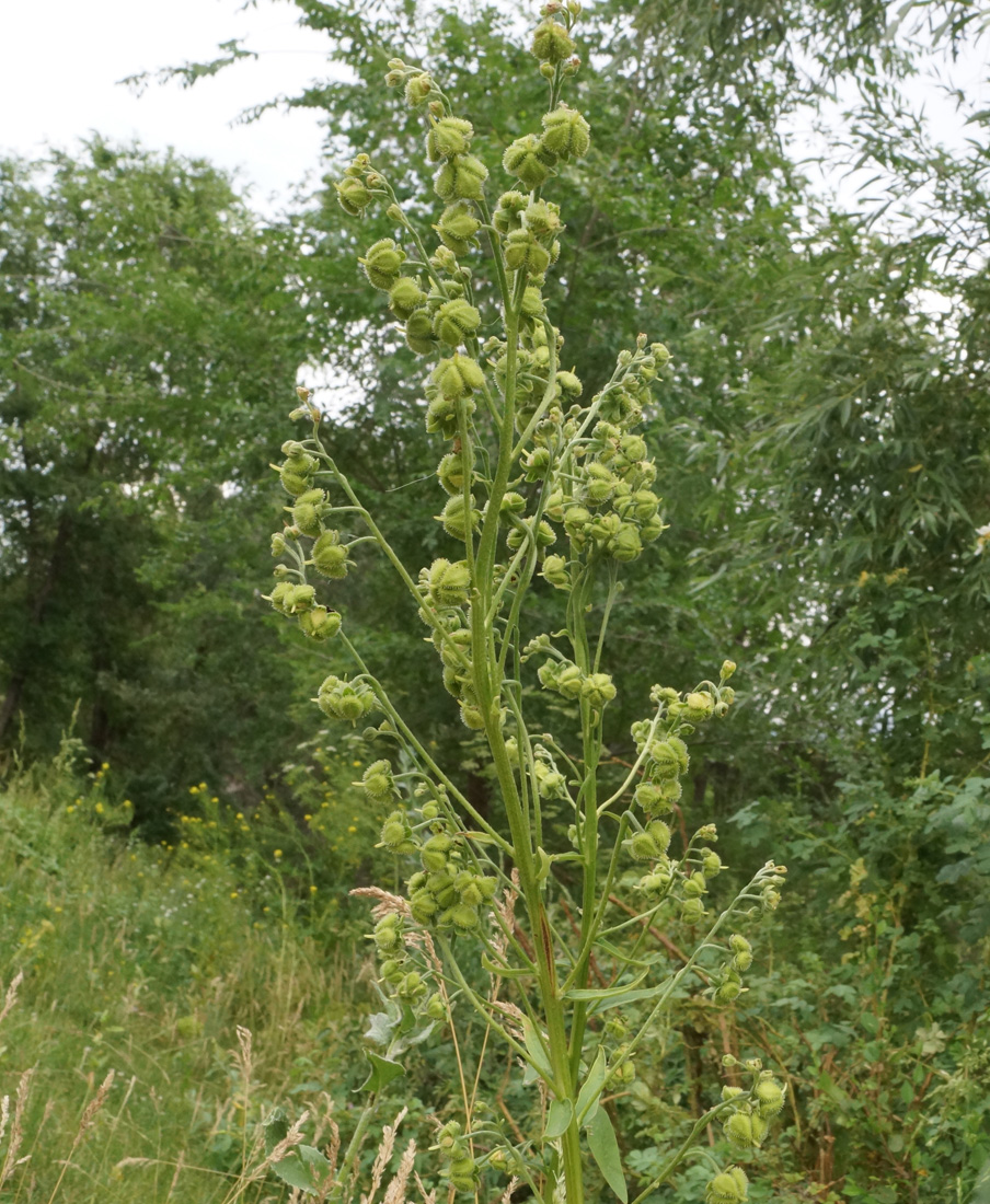 Image of Cynoglossum viridiflorum specimen.