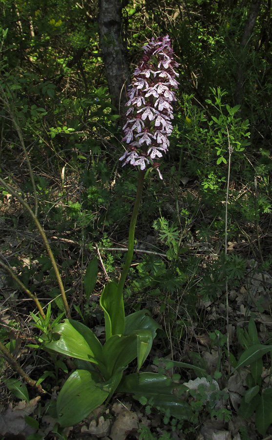 Изображение особи Orchis purpurea.