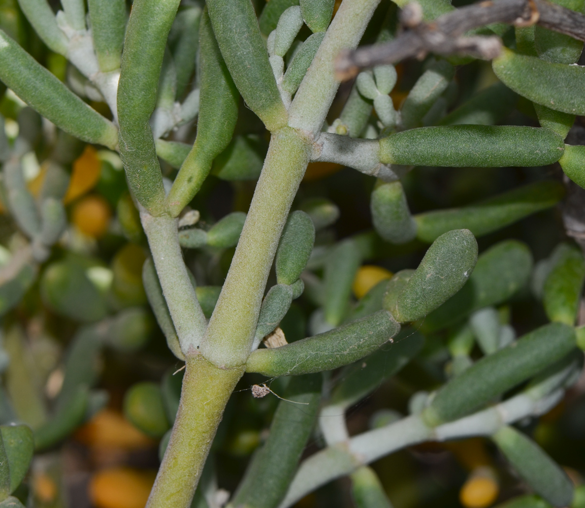 Image of Tetraena fontanesii specimen.