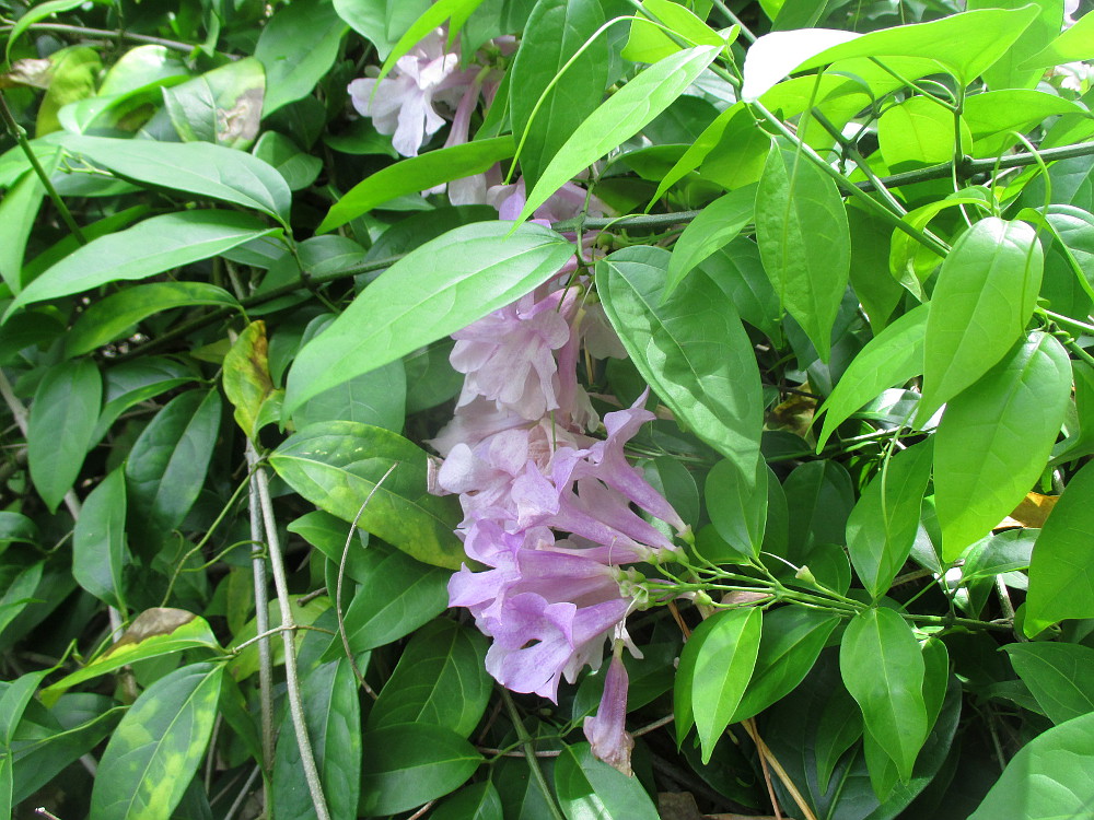 Image of Mansoa alliacea specimen.