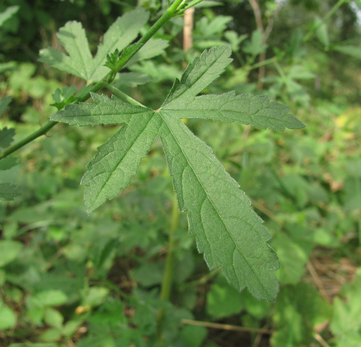 Image of Althaea narbonensis specimen.