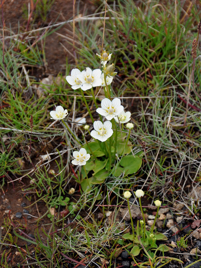 Image of Parnassia palustris specimen.