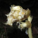 Hypopitys monotropa