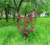 Malus × purpurea