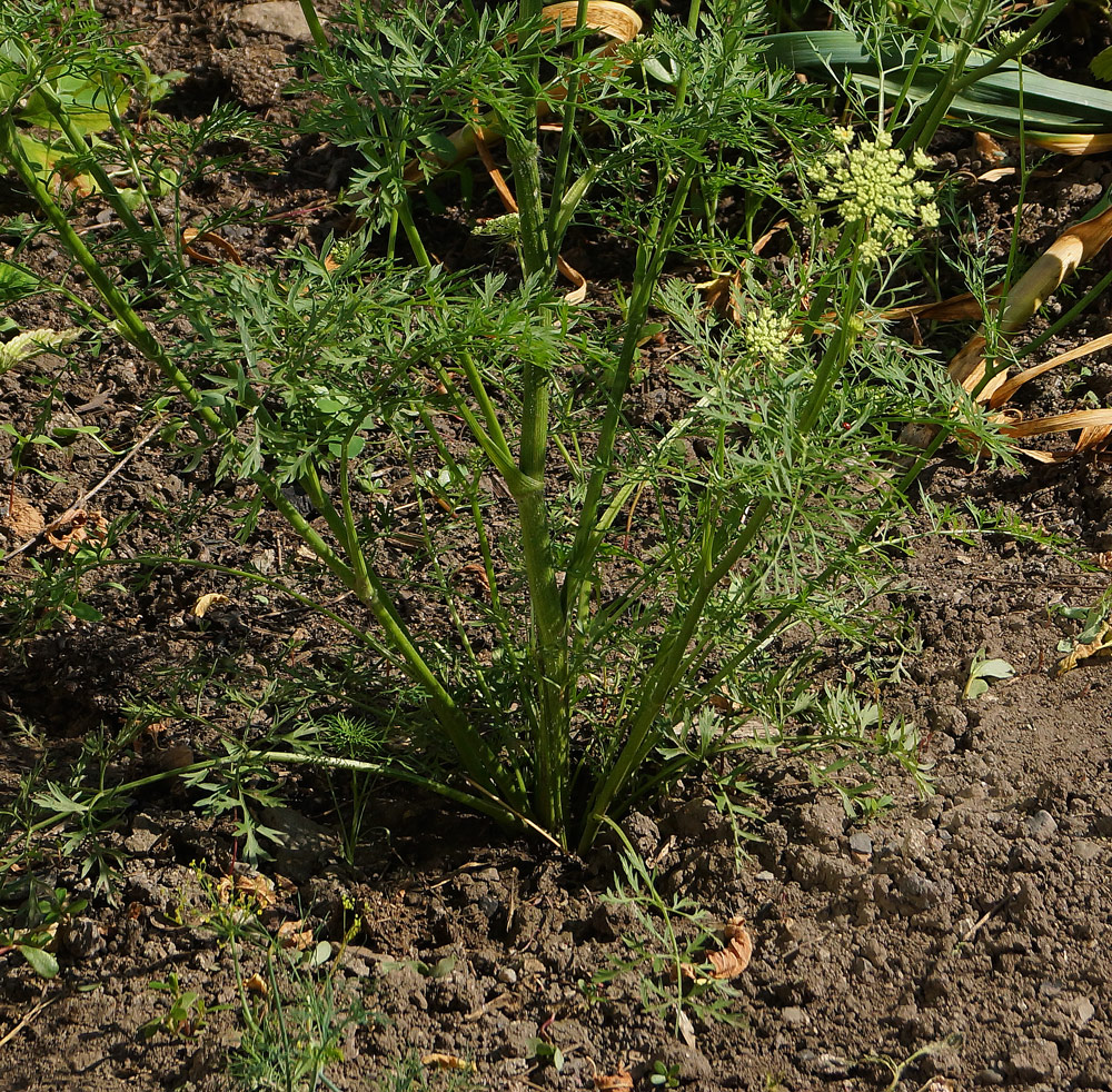 Изображение особи Daucus sativus.