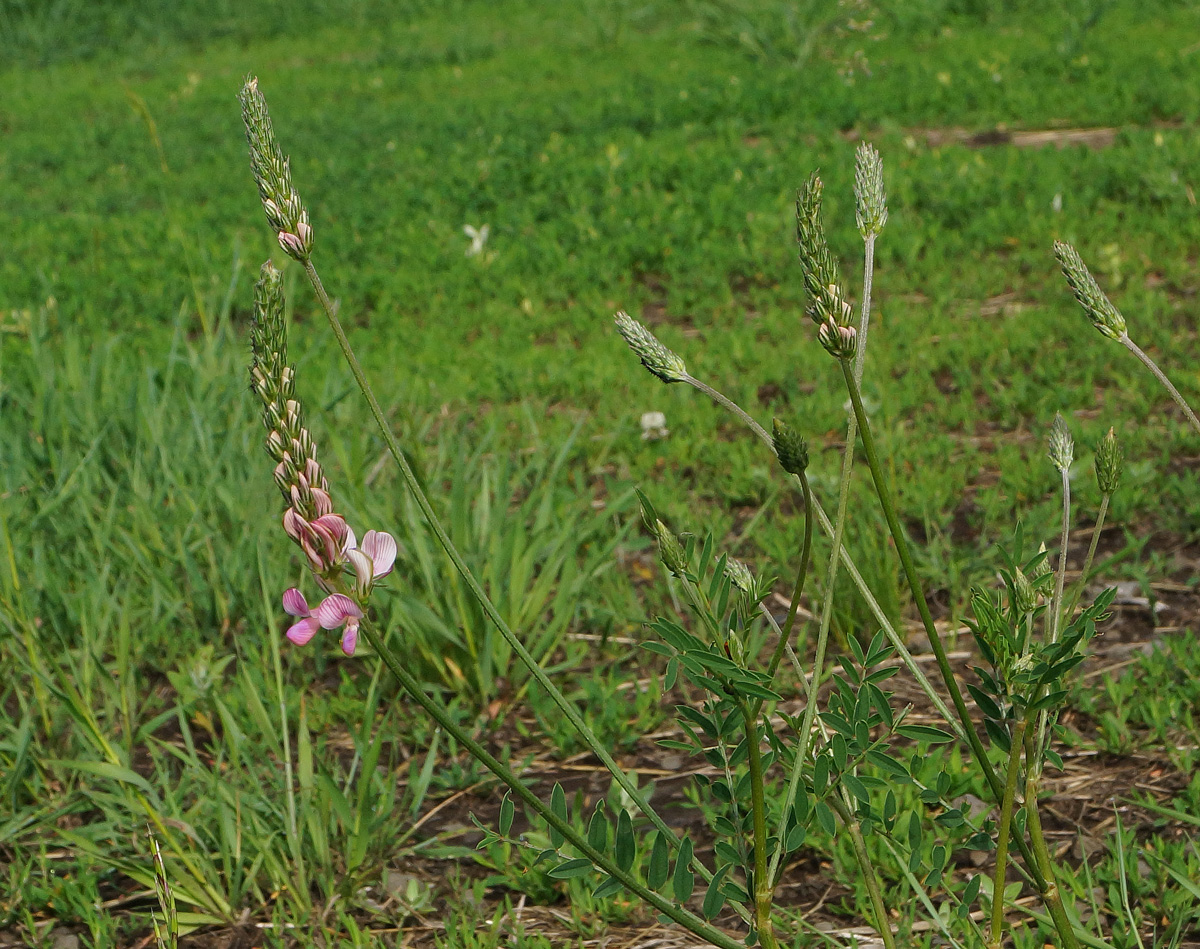 Image of Onobrychis viciifolia specimen.