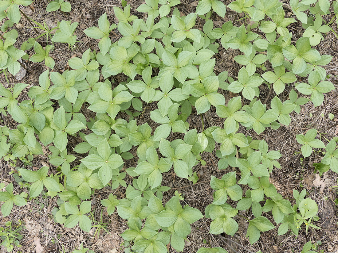 Image of Paris quadrifolia specimen.