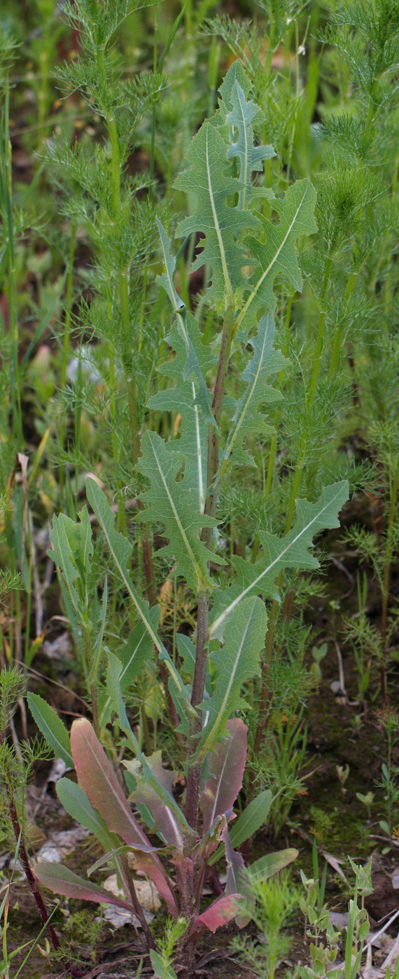 Image of Lactuca serriola specimen.