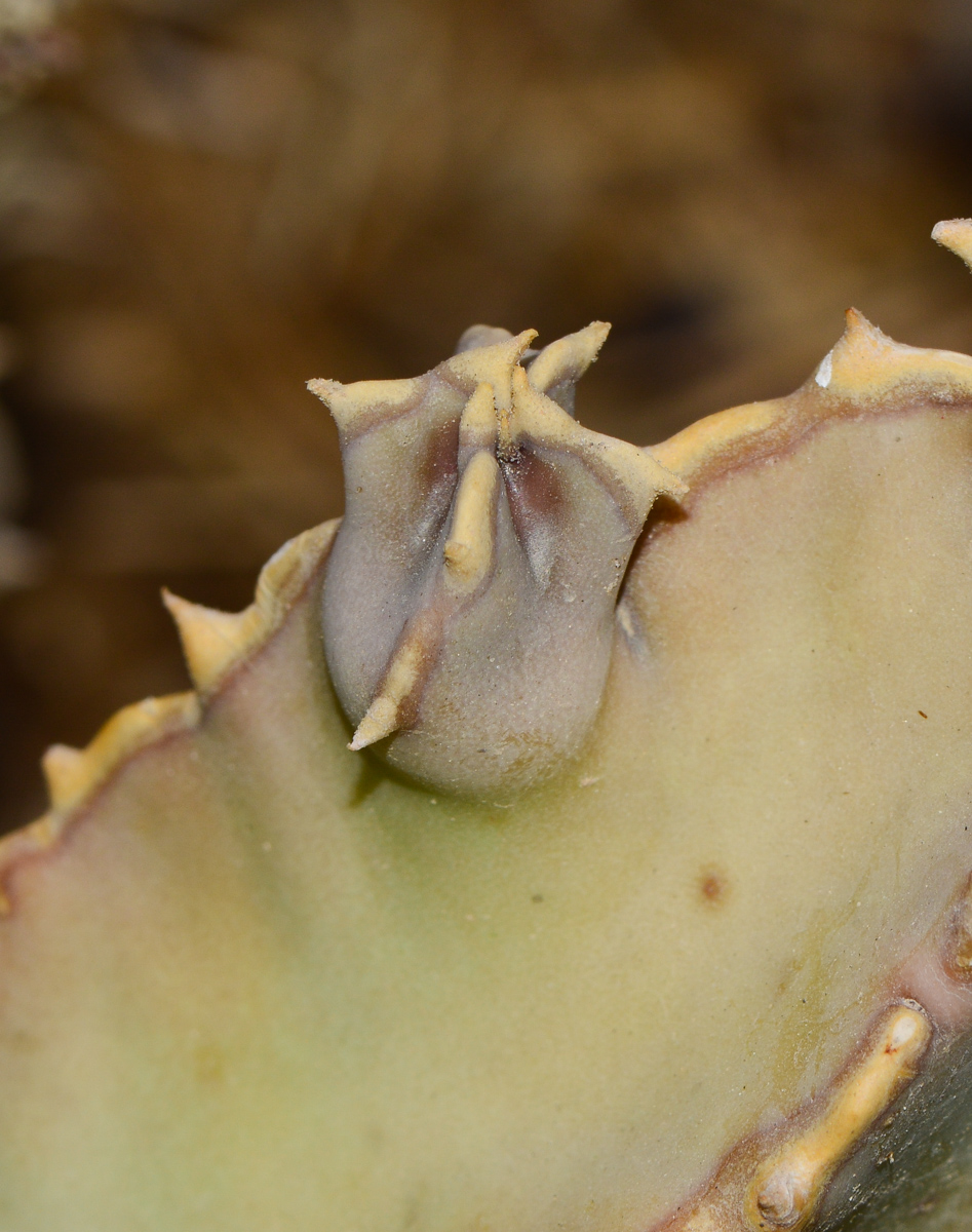 Image of Desmidorchis speciosa specimen.