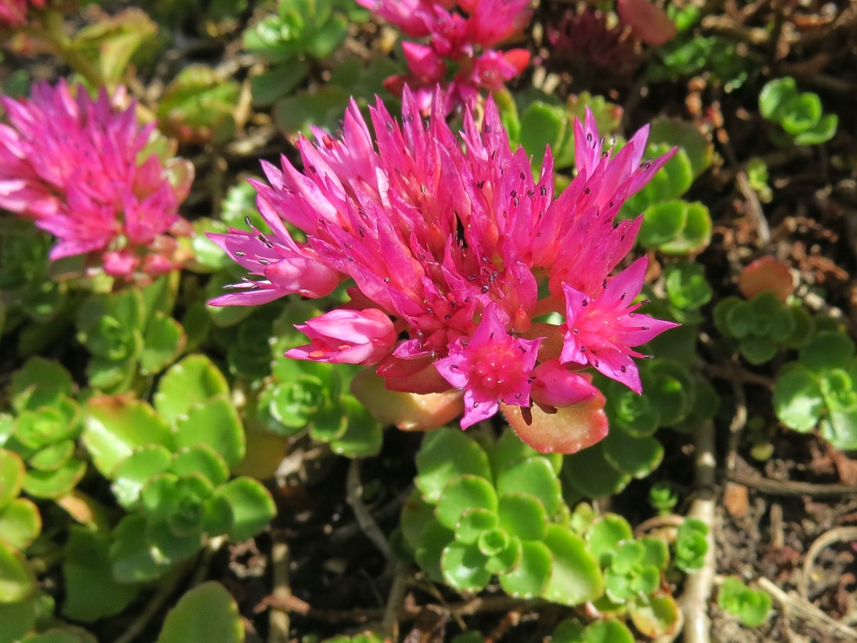 Image of Sedum spurium specimen.