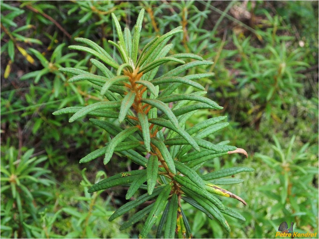 Image of Ledum palustre specimen.