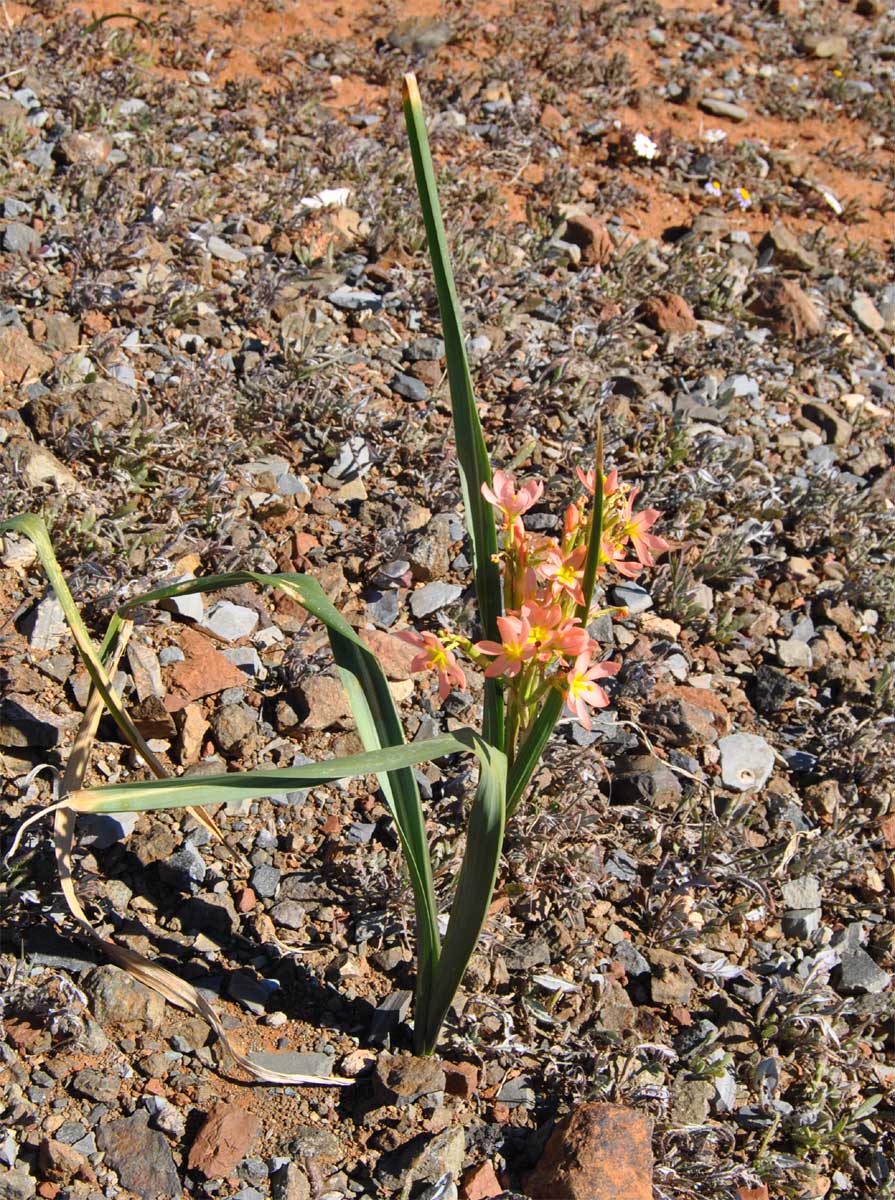 Image of Moraea miniata specimen.