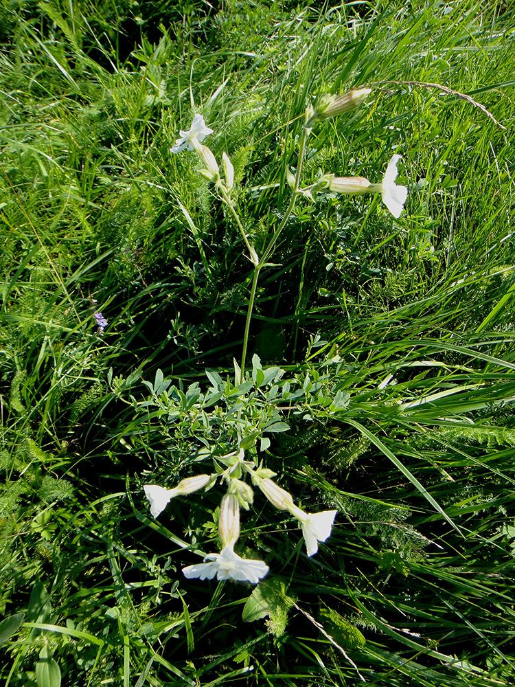 Image of Melandrium album specimen.