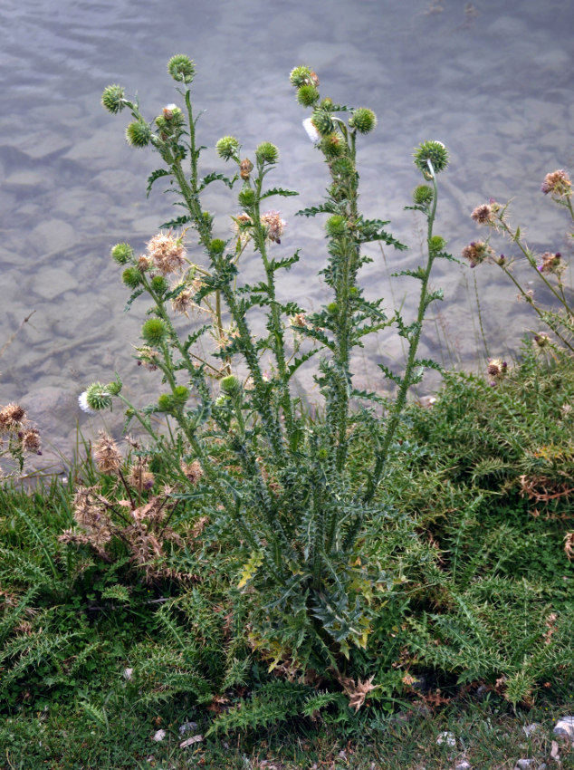 Image of Carduus coloratus specimen.