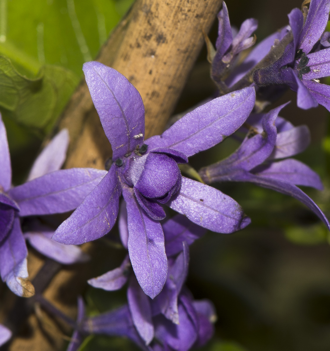 Изображение особи Petrea volubilis.