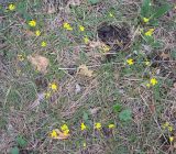 Draba sibirica