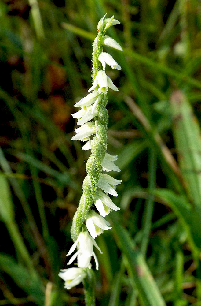 Image of Spiranthes spiralis specimen.