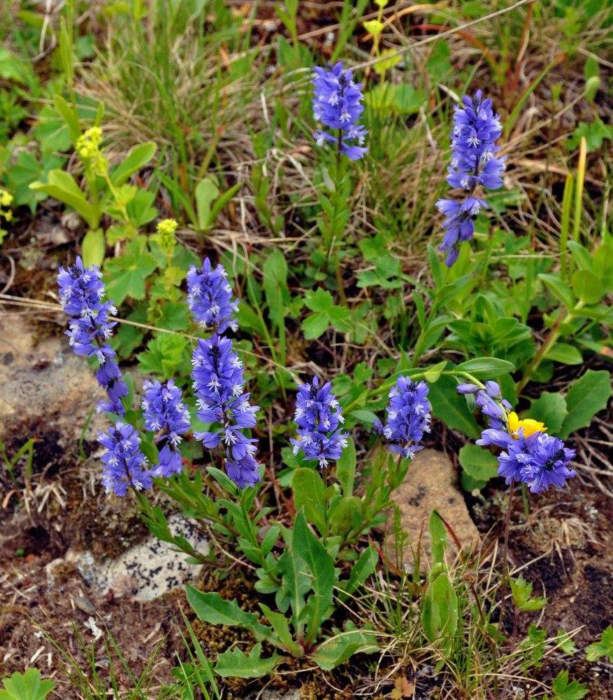 Image of Polygala alpicola specimen.