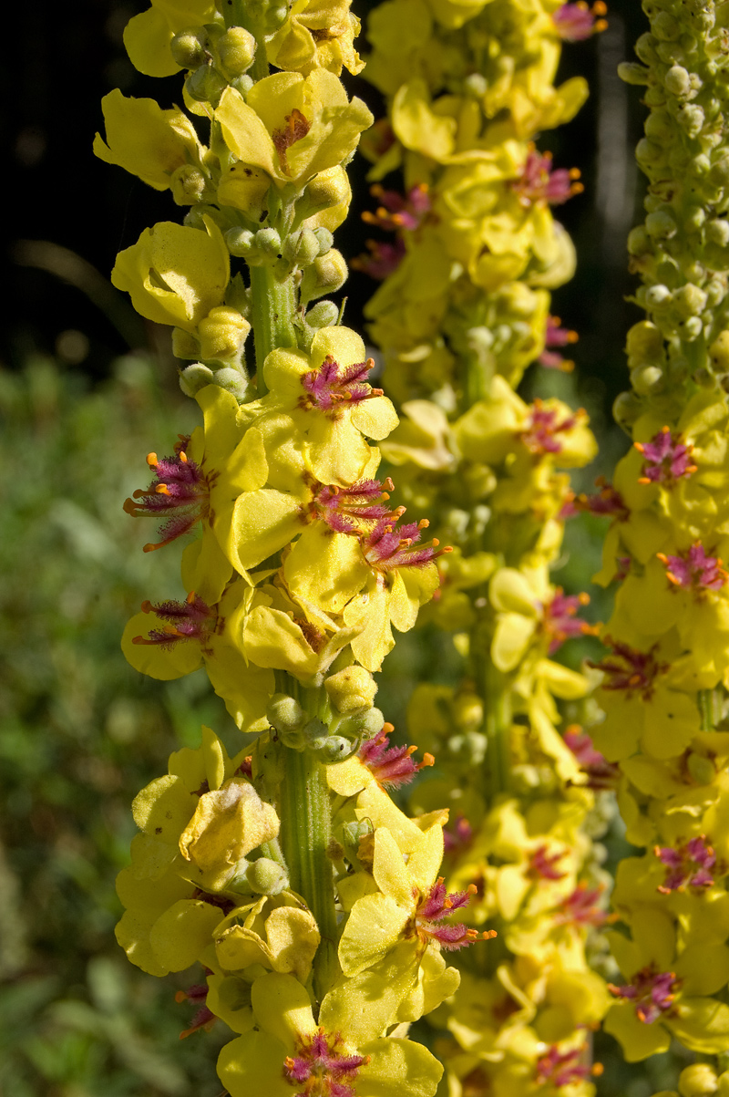 Image of Verbascum nigrum specimen.