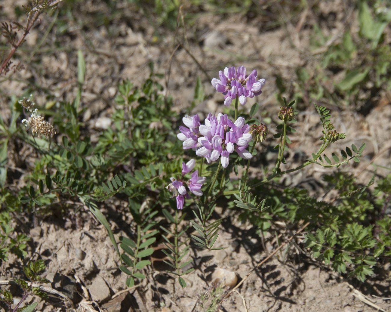 Image of Securigera varia specimen.