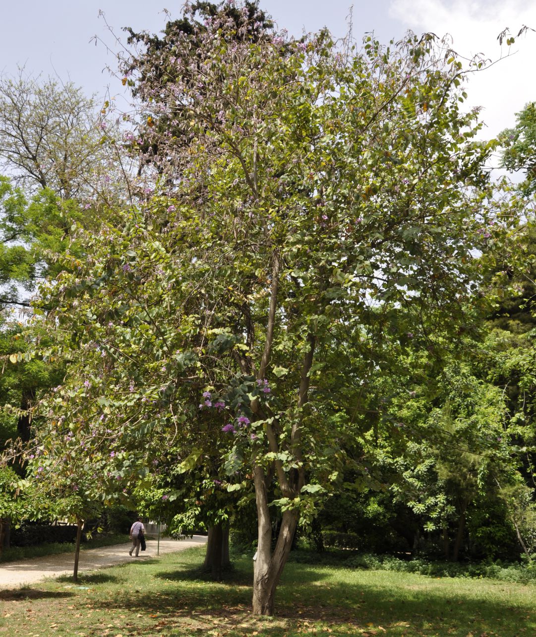 Image of Bauhinia variegata specimen.