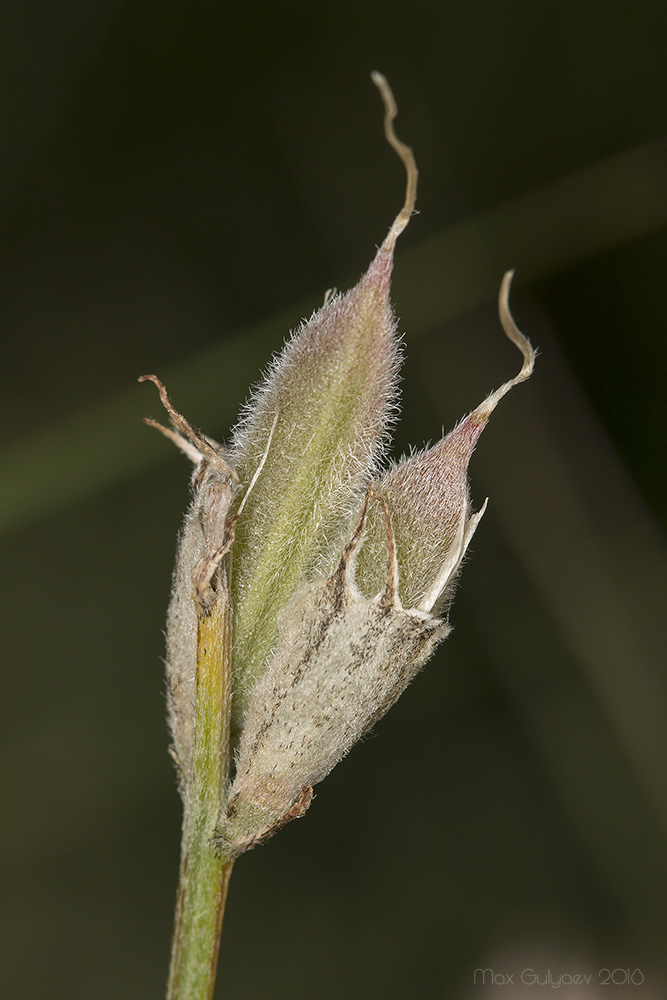 Image of Astragalus pallescens specimen.