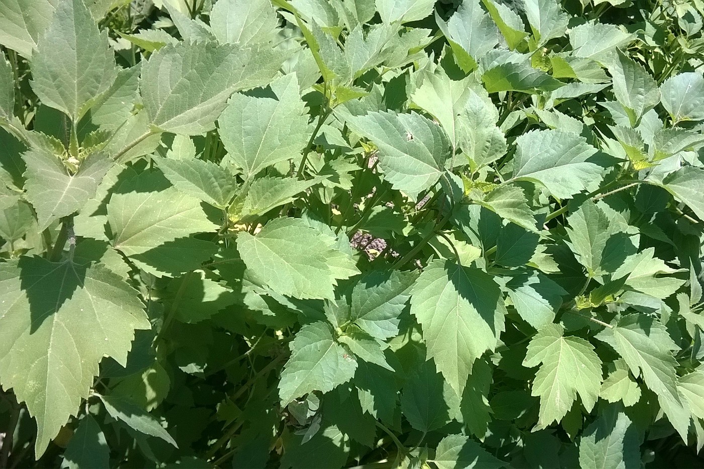 Image of Cyclachaena xanthiifolia specimen.