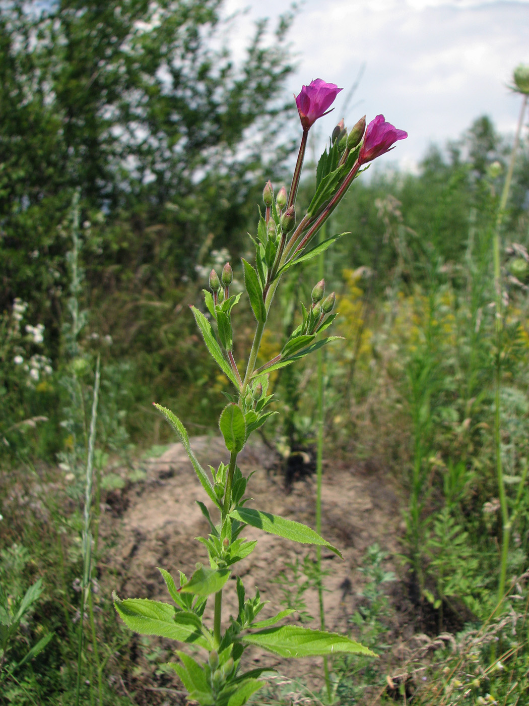 Image of Epilobium hirsutum specimen.