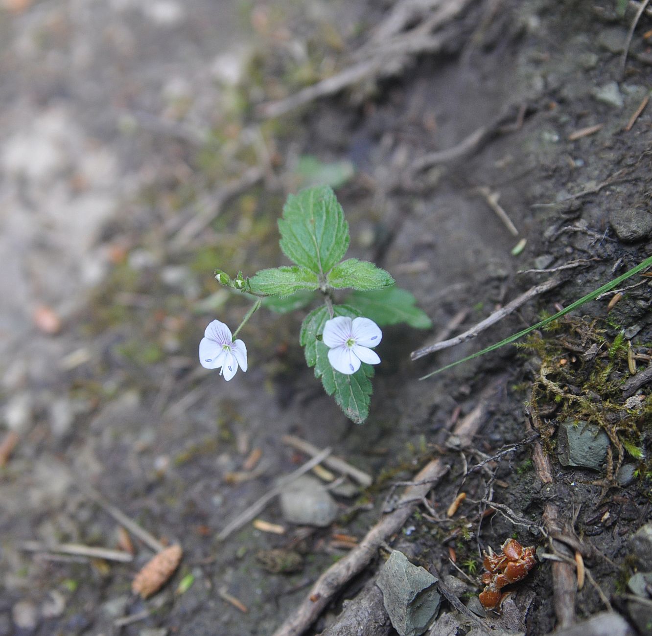 Image of Veronica peduncularis specimen.