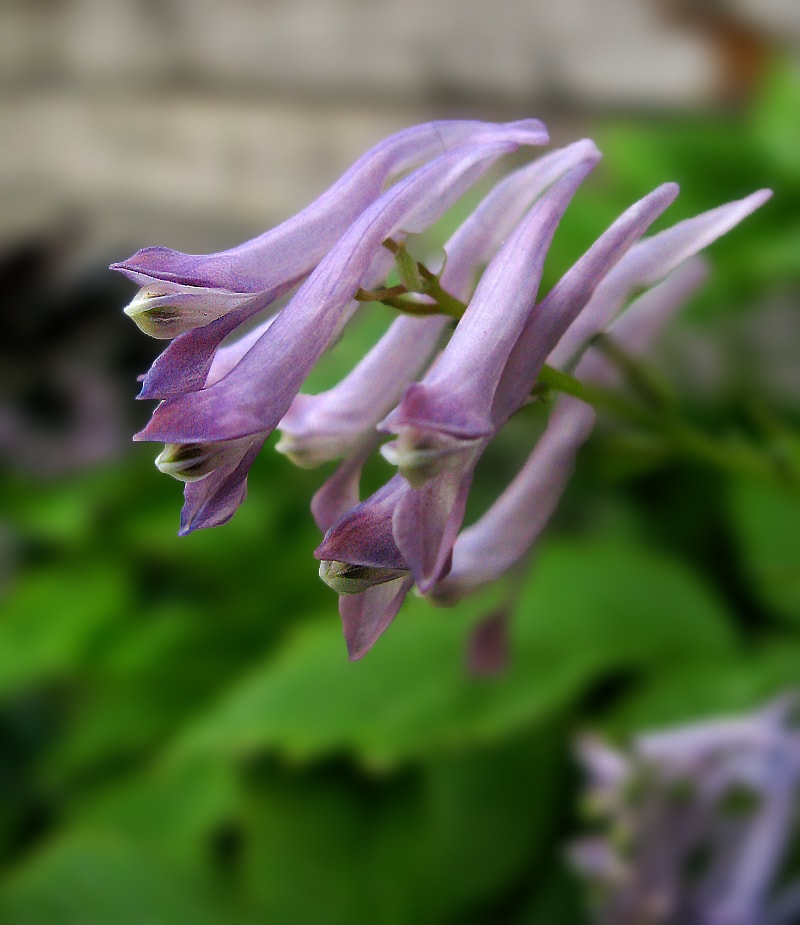 Изображение особи Corydalis temulifolia ssp. aegopodioides.