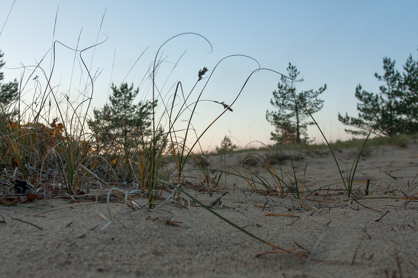 Image of Carex arenaria specimen.