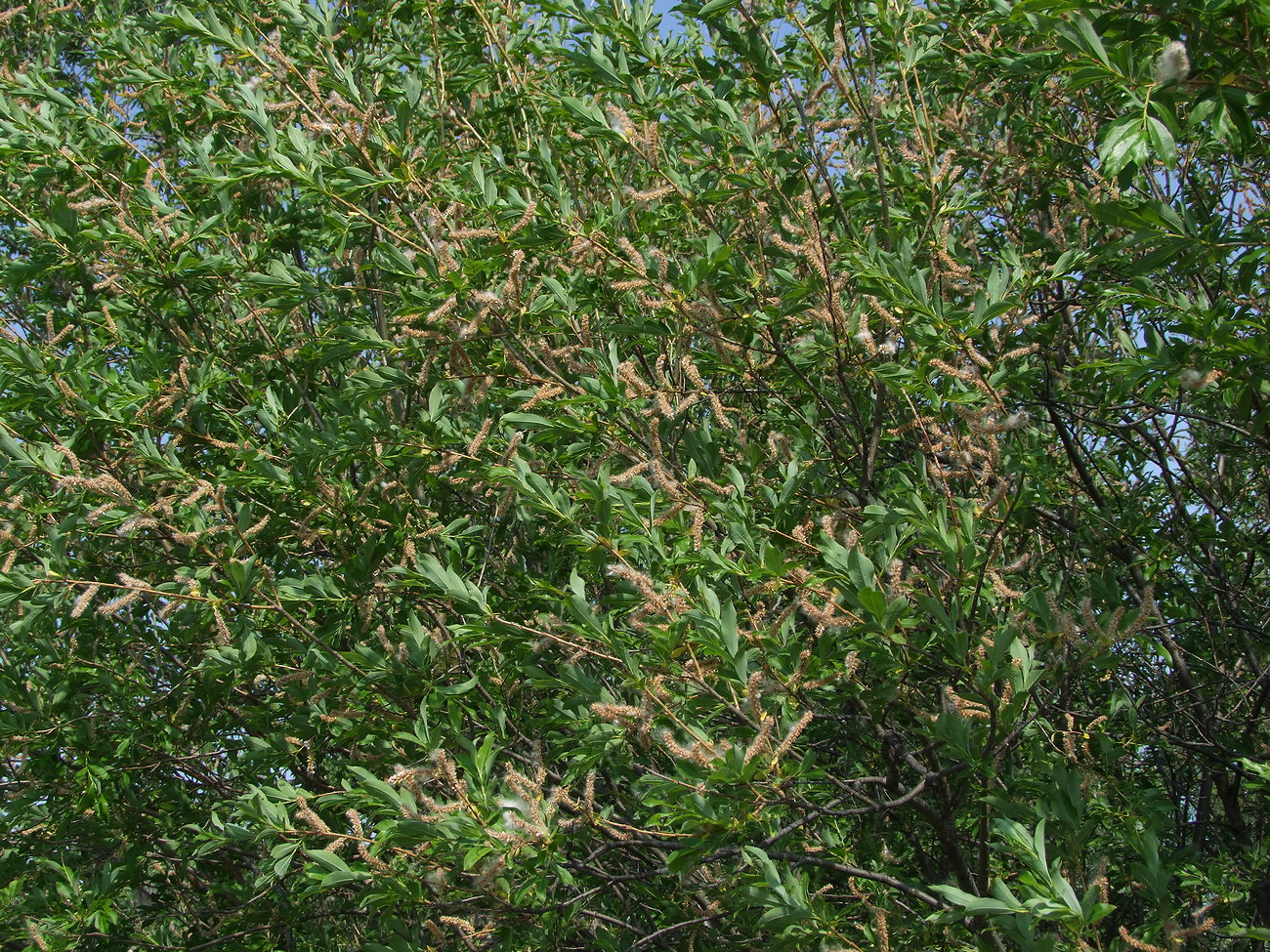 Изображение особи Salix udensis.