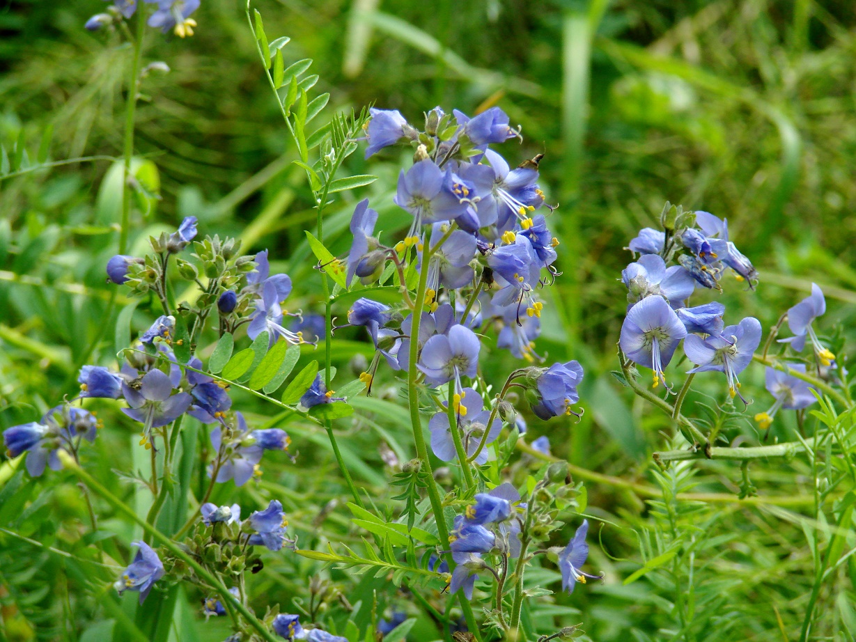 Image of Polemonium chinense specimen.