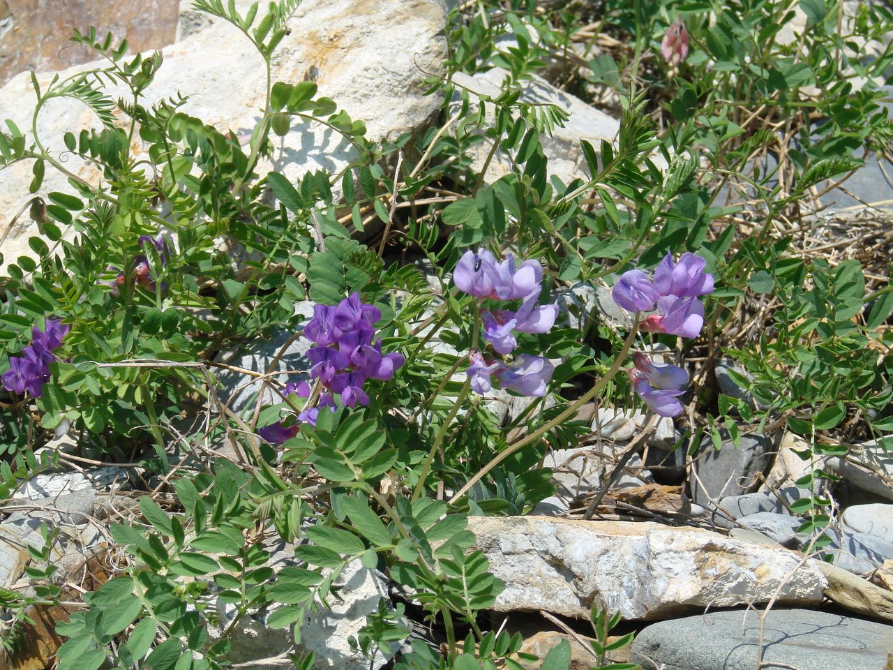 Изображение особи Vicia olchonensis.