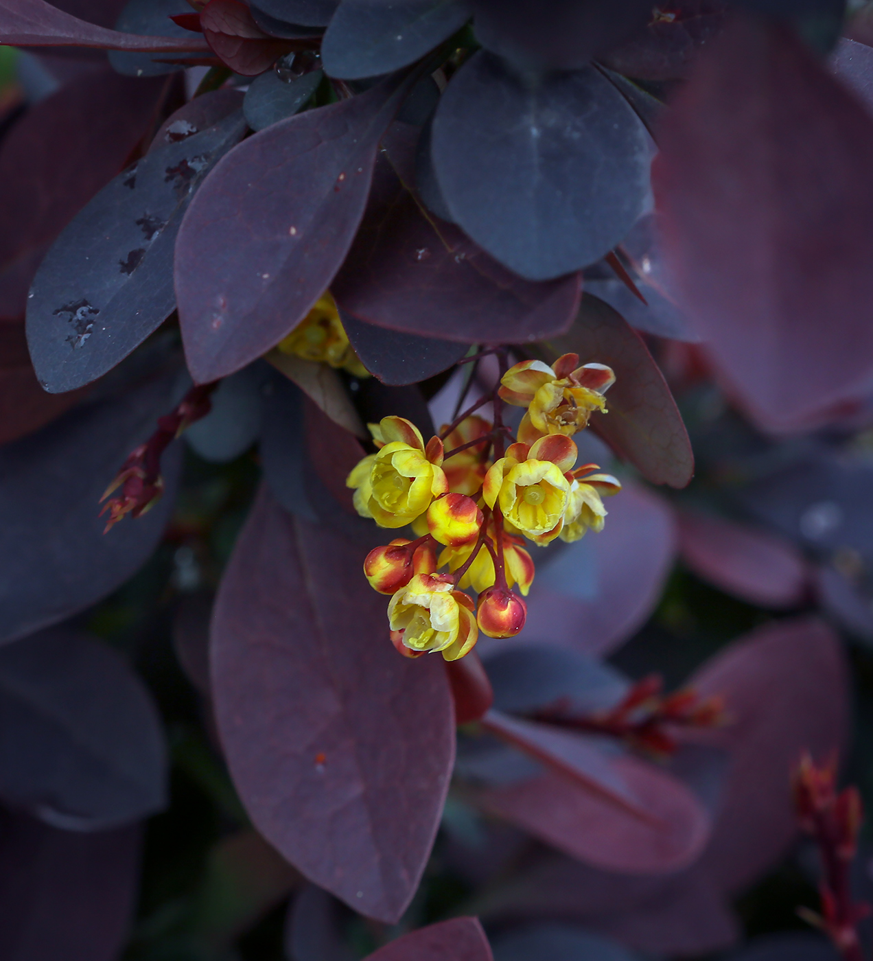 Изображение особи Berberis &times; ottawensis.