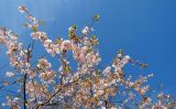 Prunus serrulata. Ветки цветущего дерева. Швеция, Стокгольм, парк Кунгстрэдгорден (Королевский сад), в культуре. 05.05.2017.