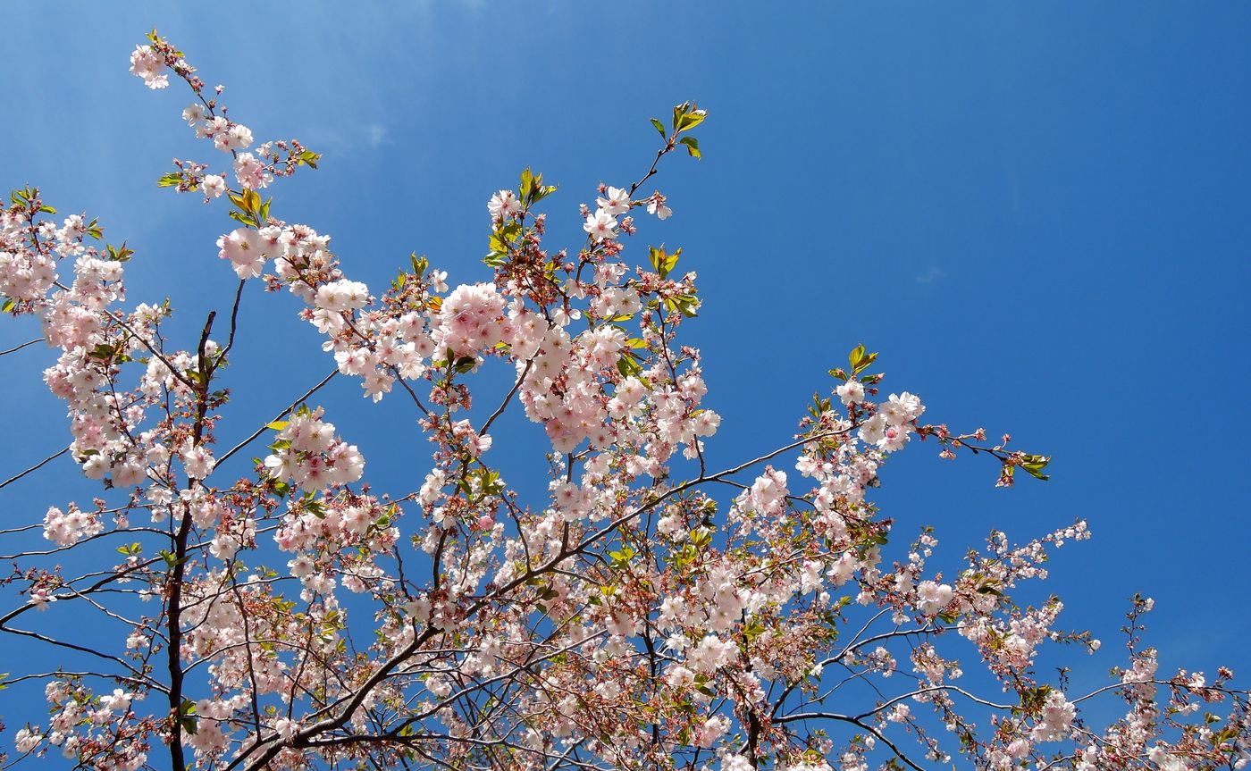 Image of Prunus serrulata specimen.