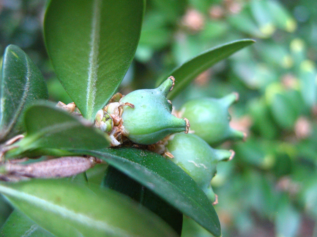 Image of Buxus sempervirens specimen.