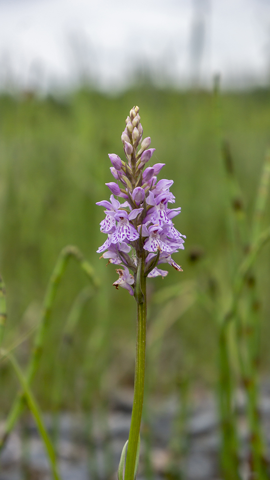 Image of Dactylorhiza fuchsii specimen.