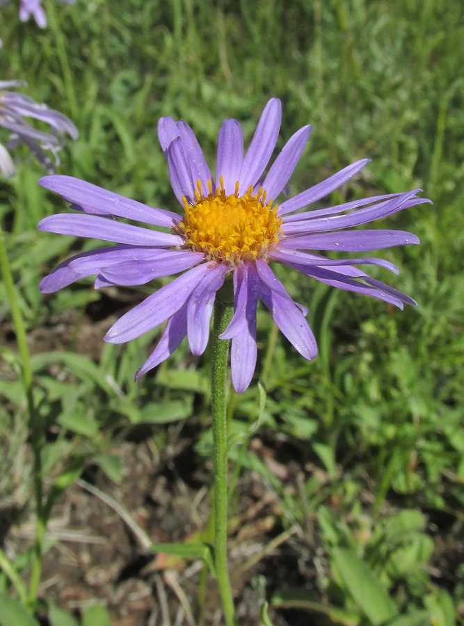 Image of Aster alpinus specimen.