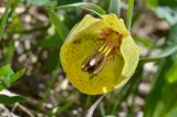 Fritillaria ophioglossifolia. Цветок (вид снизу). Краснодарский край, Мостовский р-н, окр. пос. Кировский, северо-восточный склон Чай-горы (2089 м), 2011 м н.у.м., субальпийский луг. 21.05.2019.