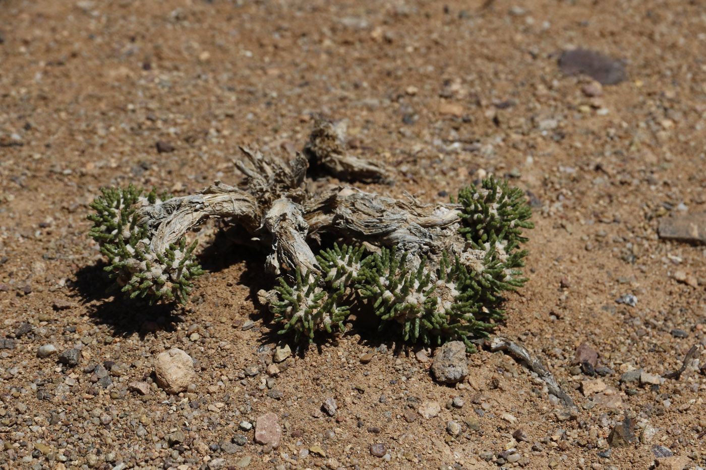 Image of Anabasis tianschanica specimen.