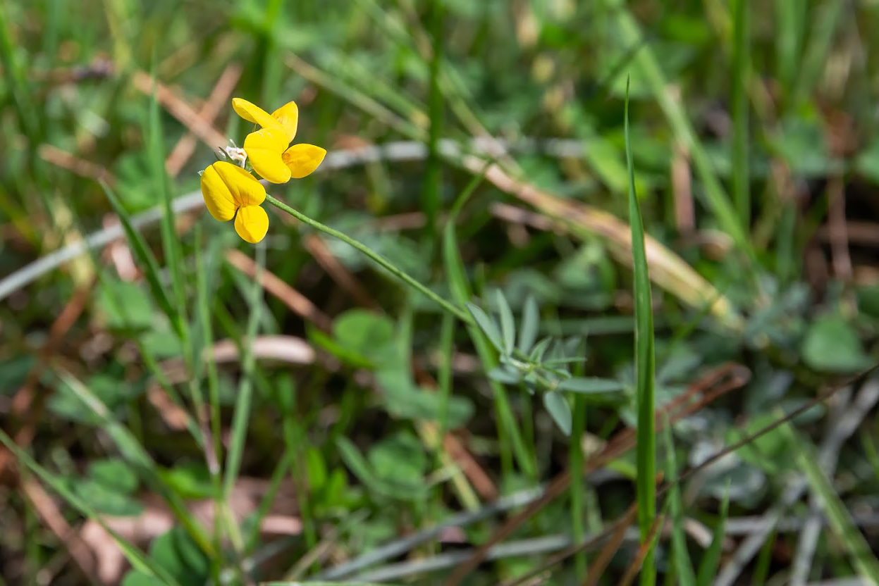 Image of genus Lotus specimen.