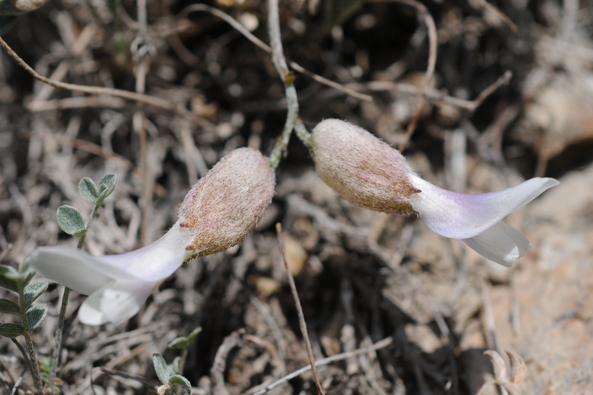 Image of Astragalus abolinii specimen.