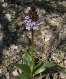 Orchis purpurea