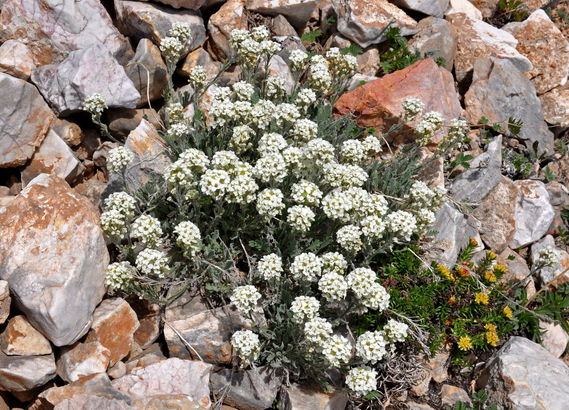 Image of Smelowskia calycina specimen.