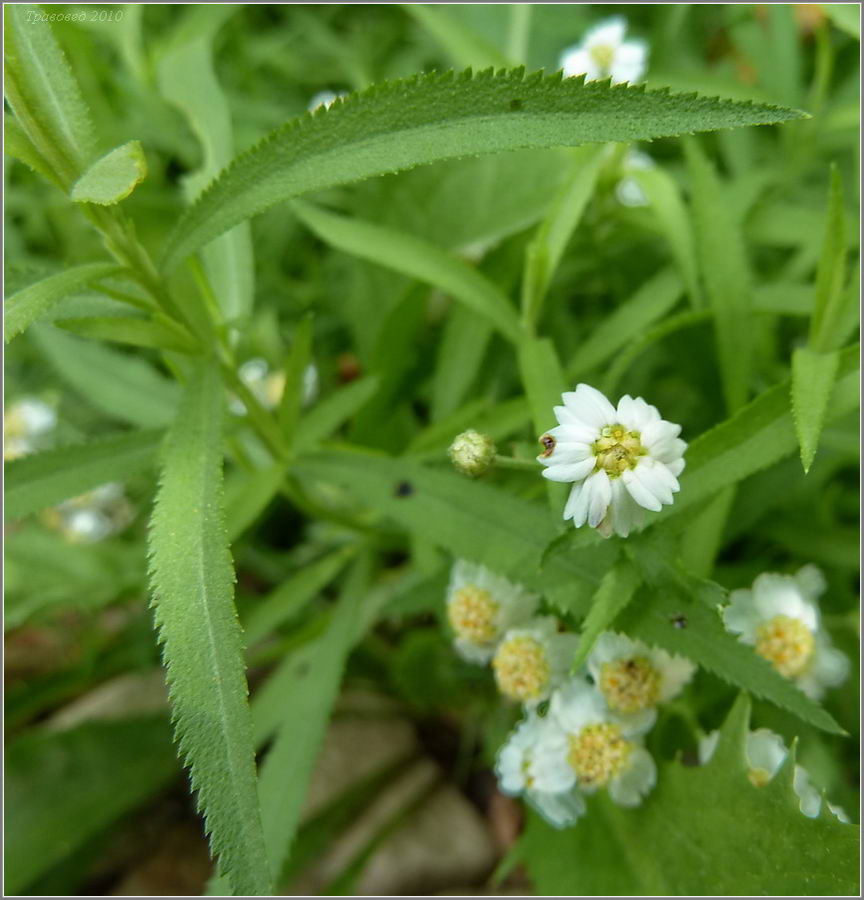 Изображение особи Achillea cartilaginea.